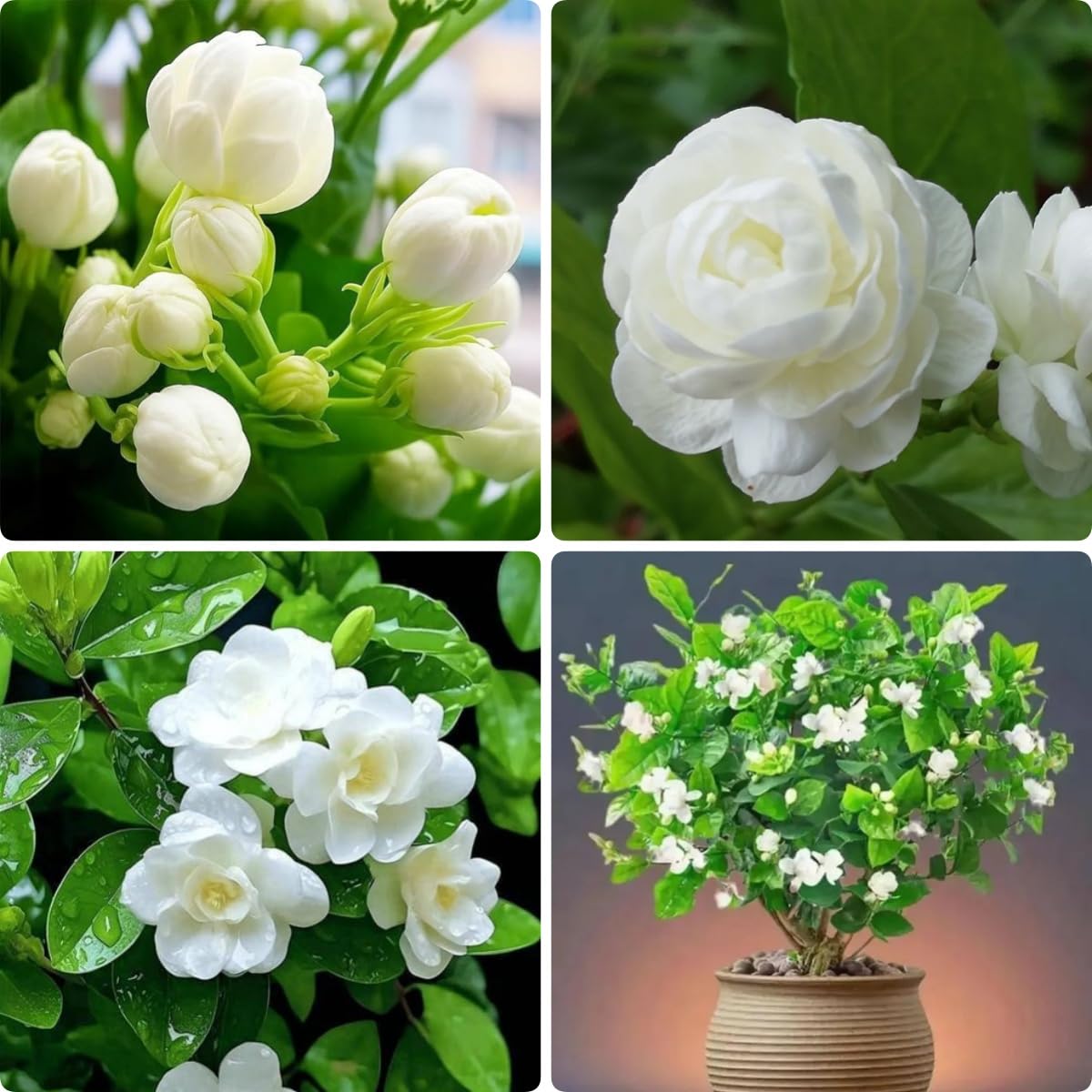 BuggyBeds jasmine vine seeds 100pc pack deliver dense vertical coverage