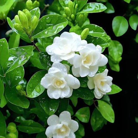 BuggyBeds jasmine vine seeds climbing-vines for arbors and trellises