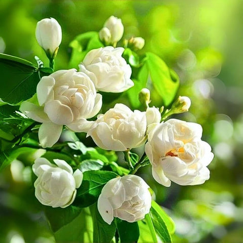 BuggyBeds jasmine vine seeds fragrant blooms attract butterflies and hummingbirds