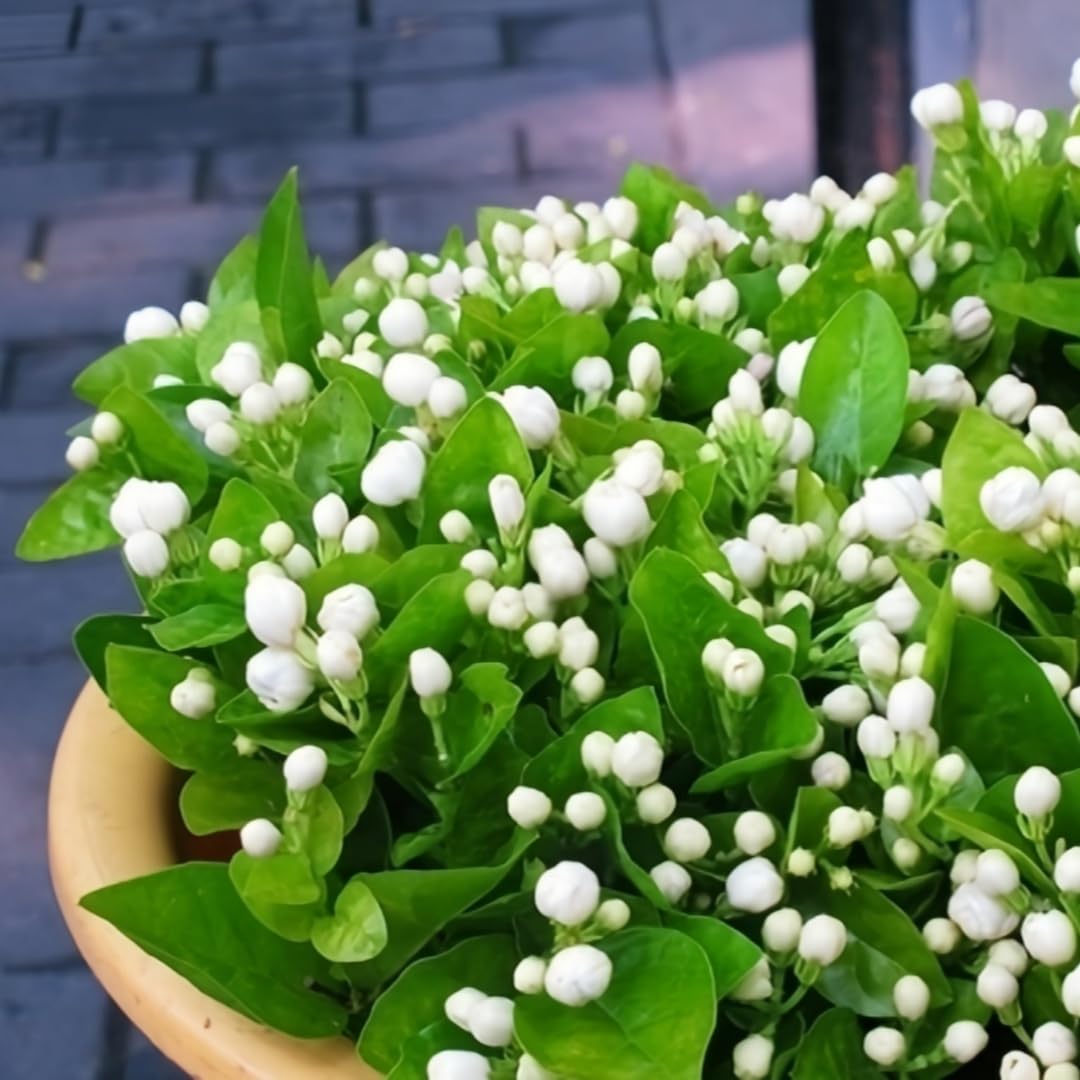 BuggyBeds jasmine vine seeds hardy-plant for year-round greenery