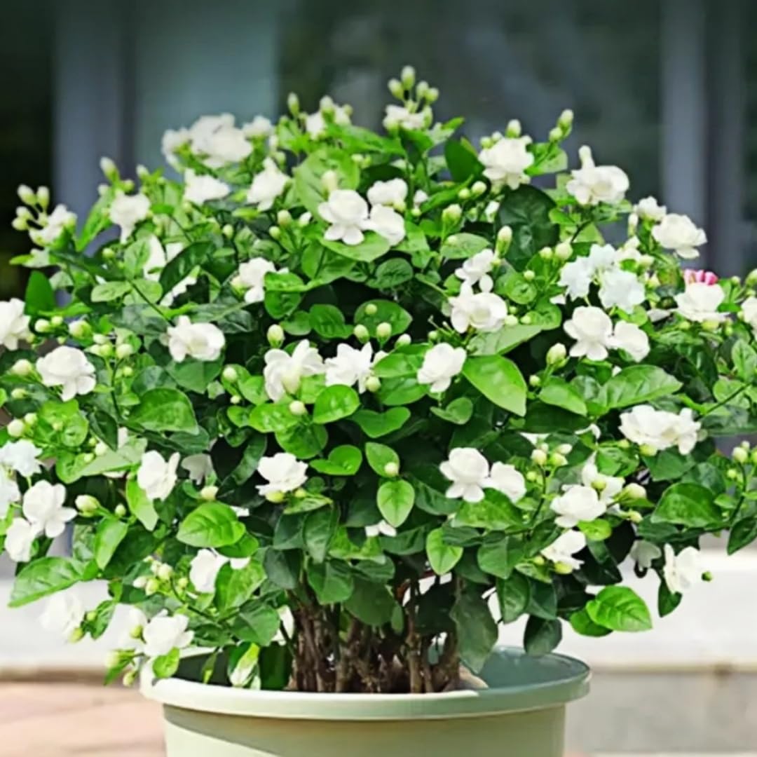 BuggyBeds jasmine vine seeds pollinator-attracts for garden biodiversity