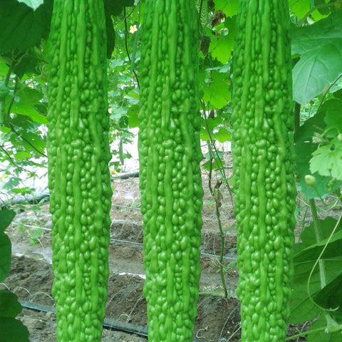 BuggyBeds karela cooking ideas image demonstrates versatile culinary uses.