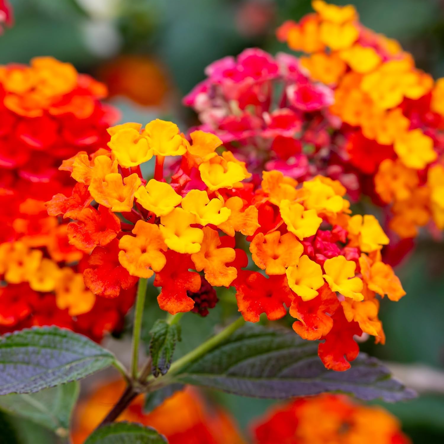 BuggyBeds lantana camara bloom clusters with multicolor flowers for landscapes