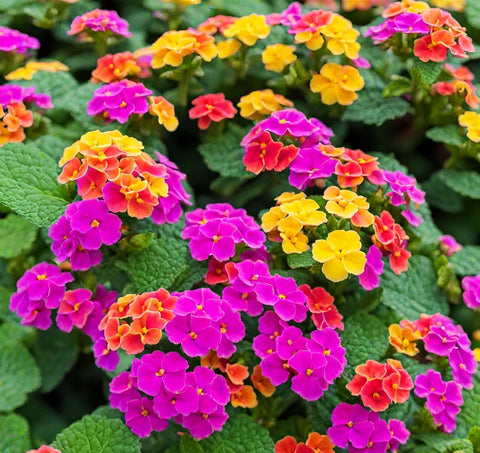 BuggyBeds lantana camara evergreen shrub suited to full sun and warm climates
