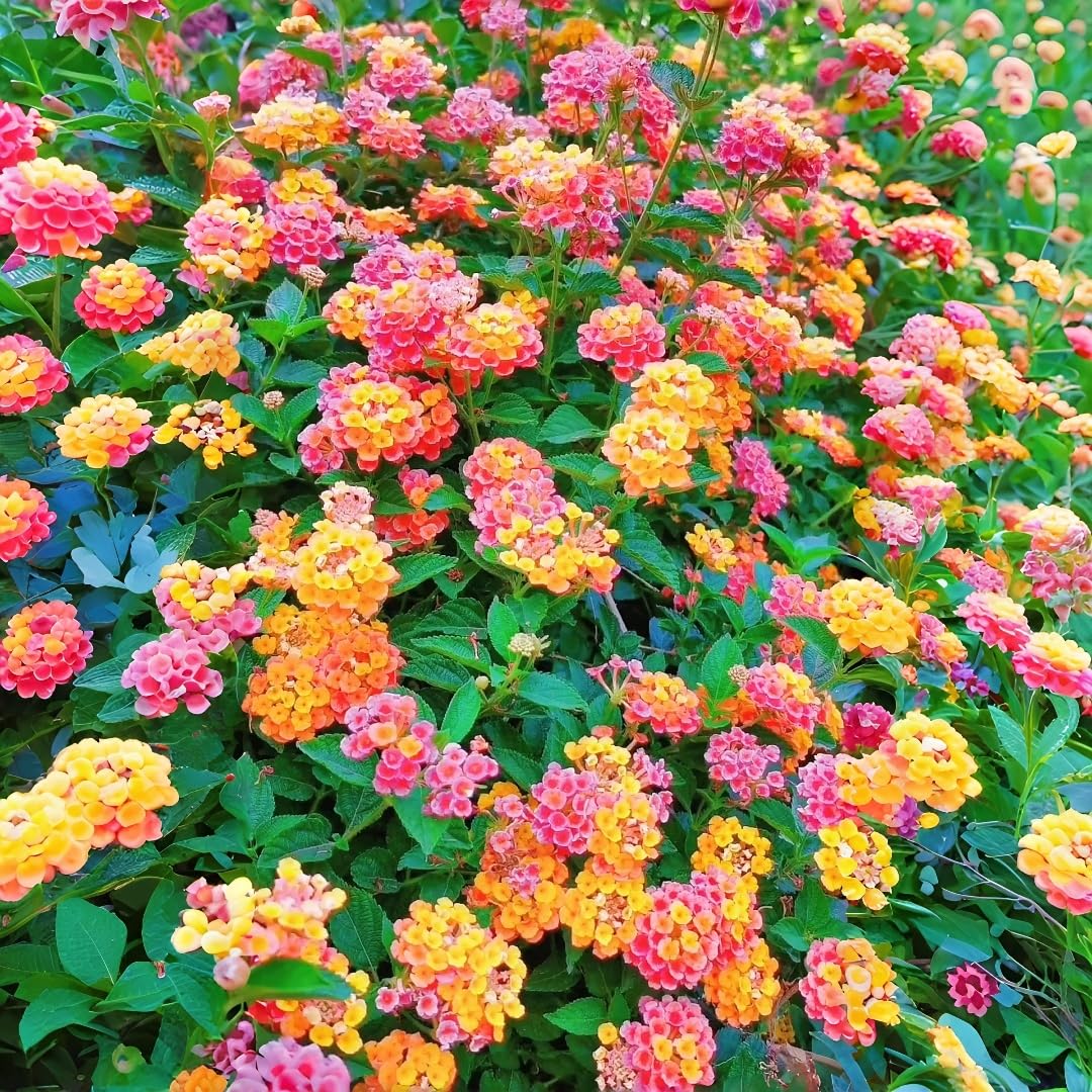 BuggyBeds lantana camara garden planting example for easy outdoor landscaping