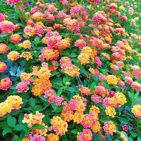 BuggyBeds lantana camara garden planting example for easy outdoor landscaping