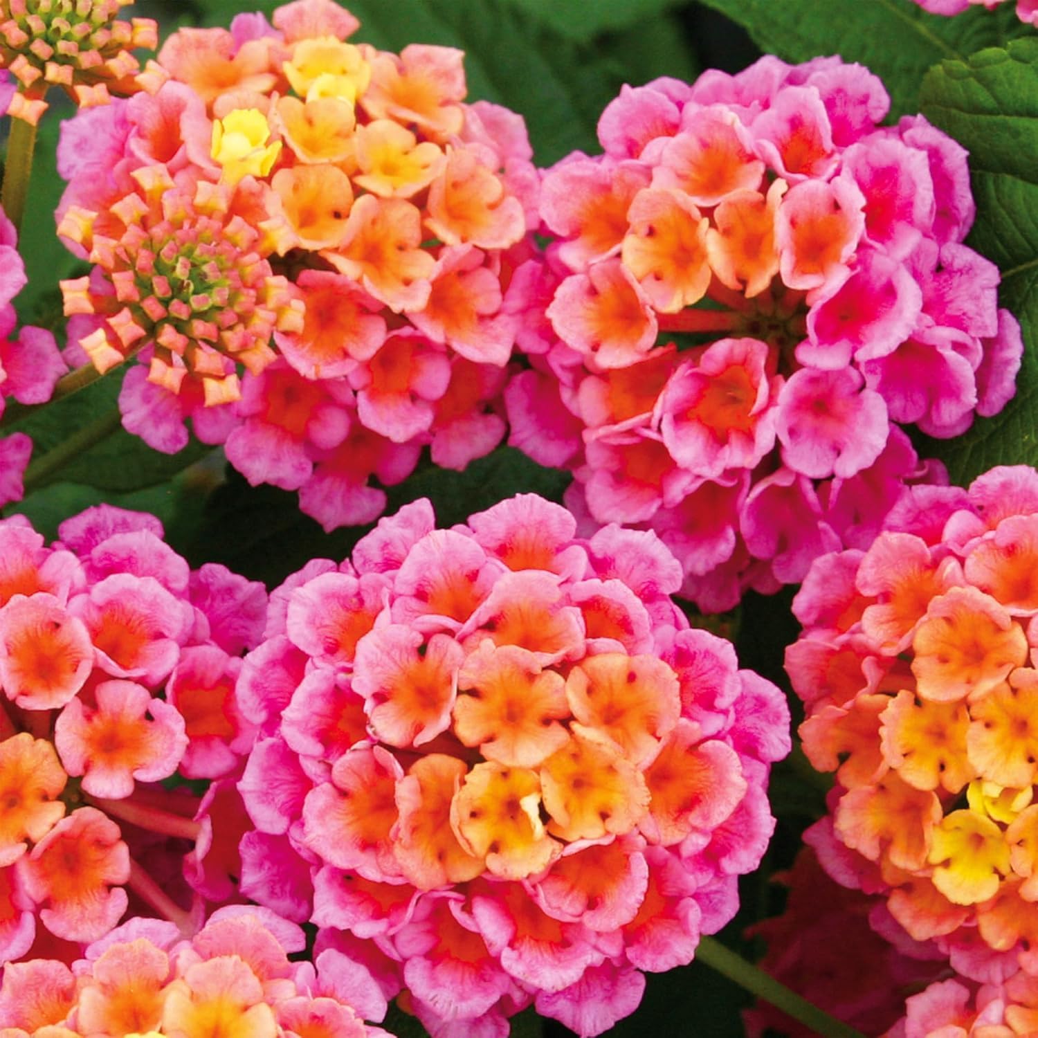 BuggyBeds lantana camara seeds package for balcony and garden color displays