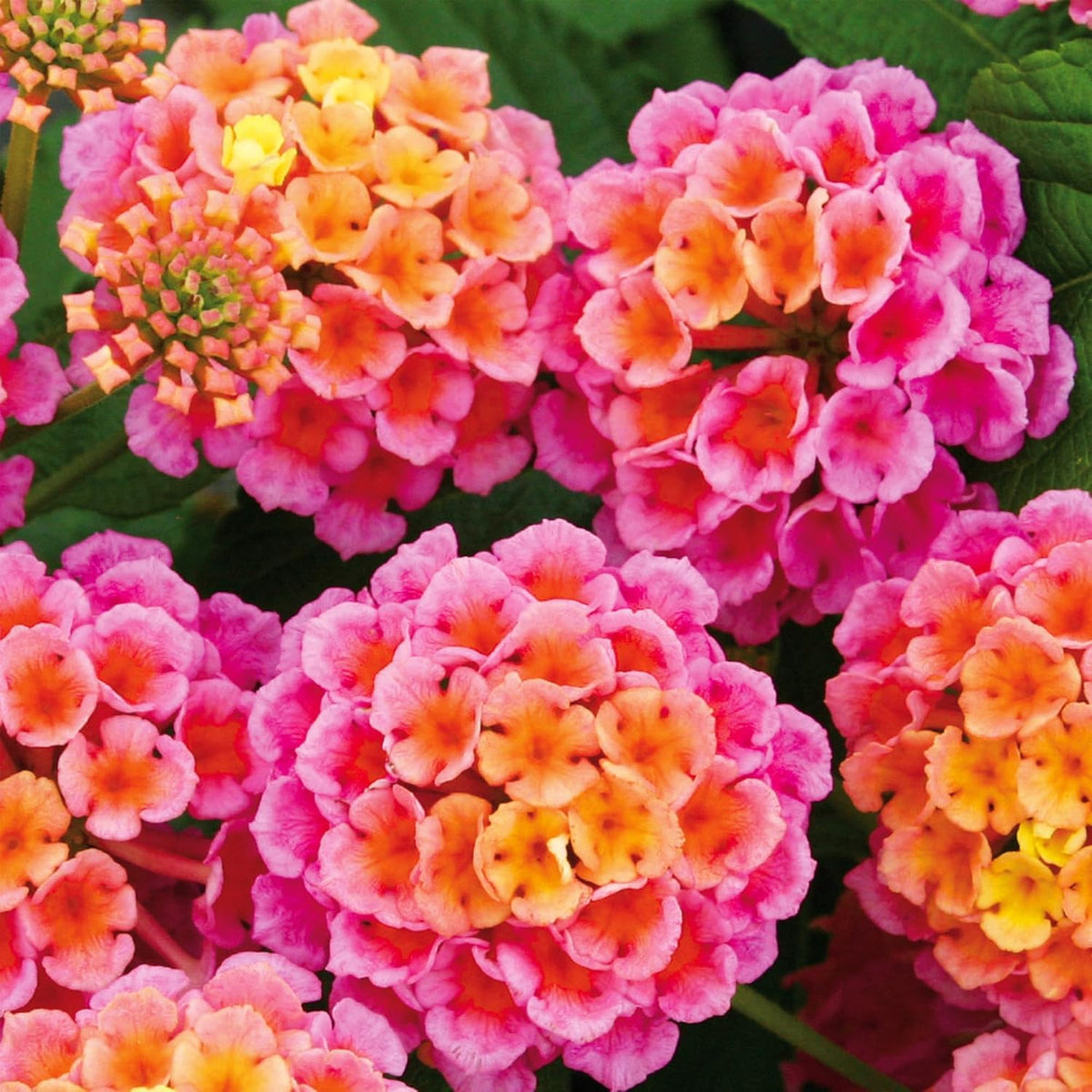 BuggyBeds lantana camara seeds package for balcony and garden color displays