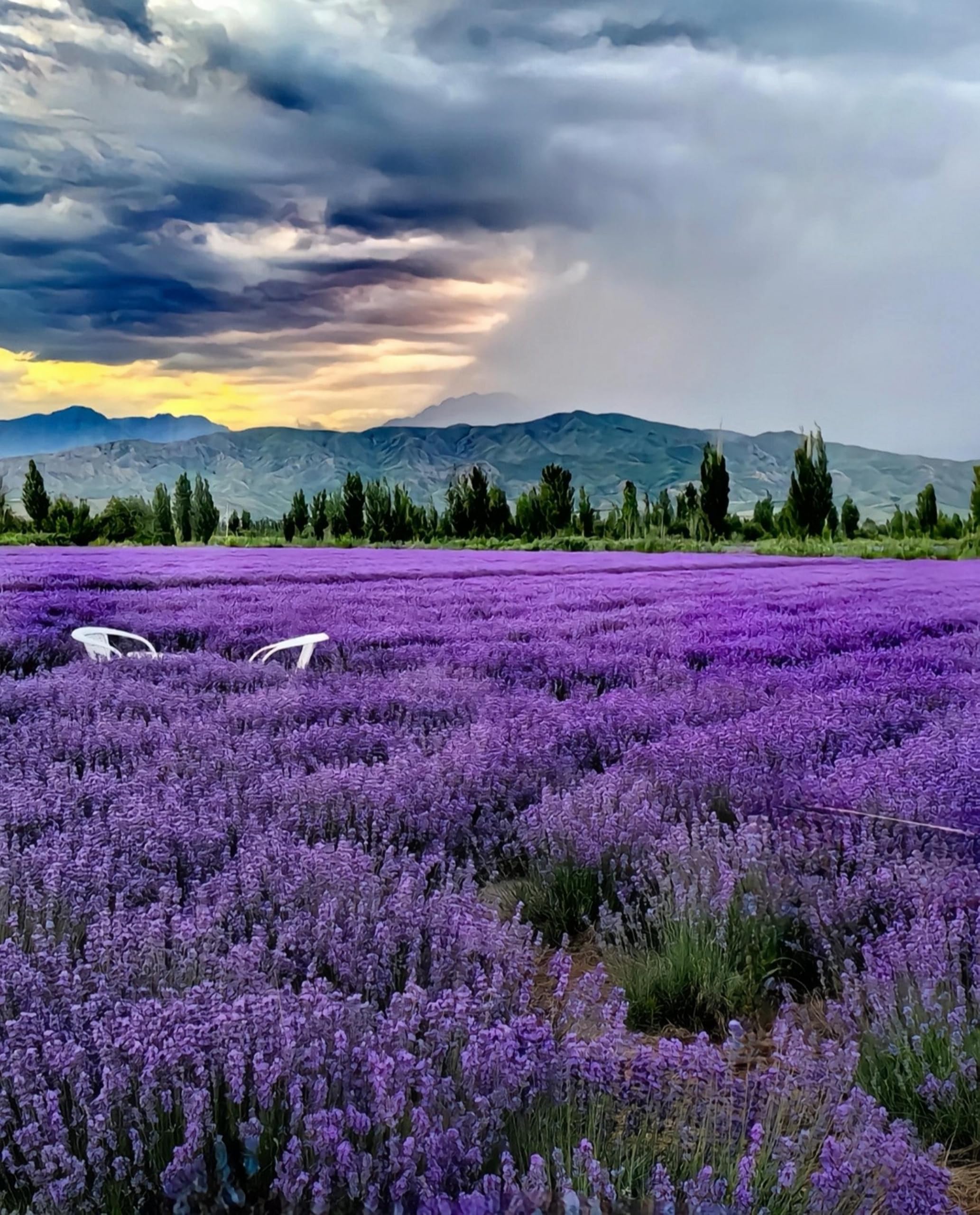 BuggyBeds drought-tolerant lavender thrives in full sun with low maintenance