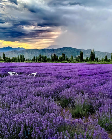 BuggyBeds drought-tolerant lavender thrives in full sun with low maintenance