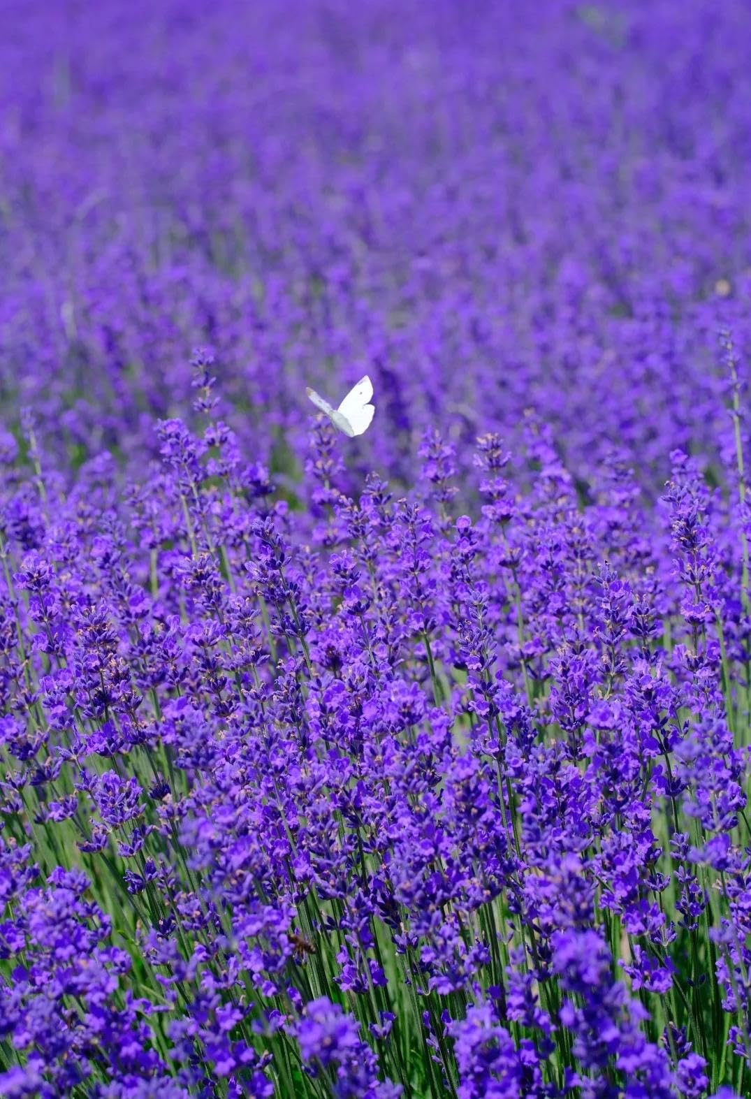 BuggyBeds lavender flower spikes deliver enduring fragrance in beds or containers