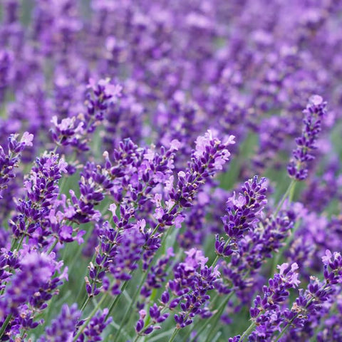 BuggyBeds lavender plants seedlings ready for indoor or outdoor growth