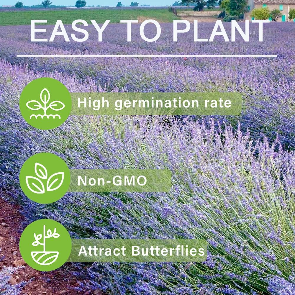 BuggyBeds lavender attracts bees and butterflies for a thriving pollinator garden
