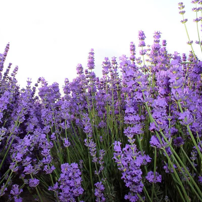 BuggyBeds lavender seeds bulk 10,000 count supports easy, ready-to-plant gardening