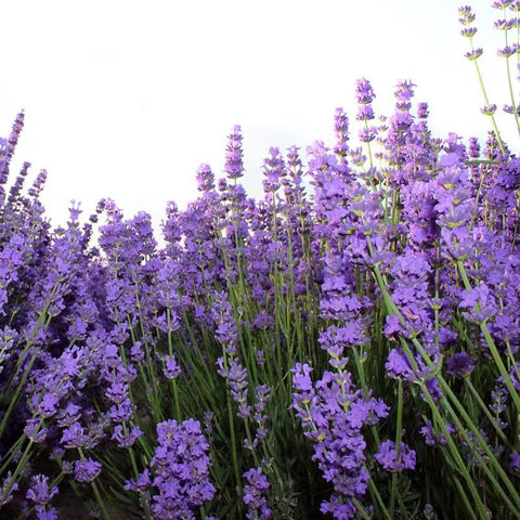 BuggyBeds lavender seeds bulk 10,000 count supports easy, ready-to-plant gardening