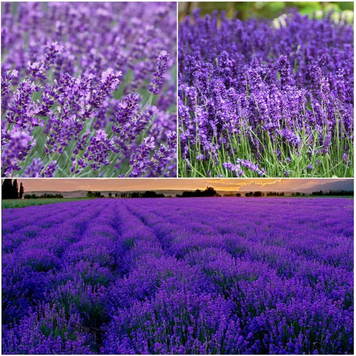 BuggyBeds lavender seeds packaging promises reliable germination for home gardens