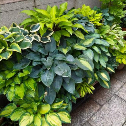 BuggyBeds lawn-edge hosta seeds USA-grown for shaded borders.