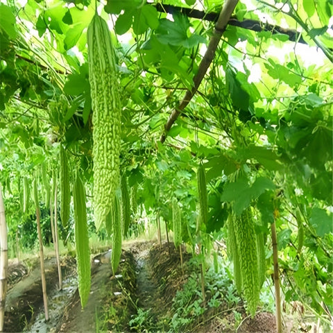 BuggyBeds long bitter melon harvest-ready vines produce slender gourds.