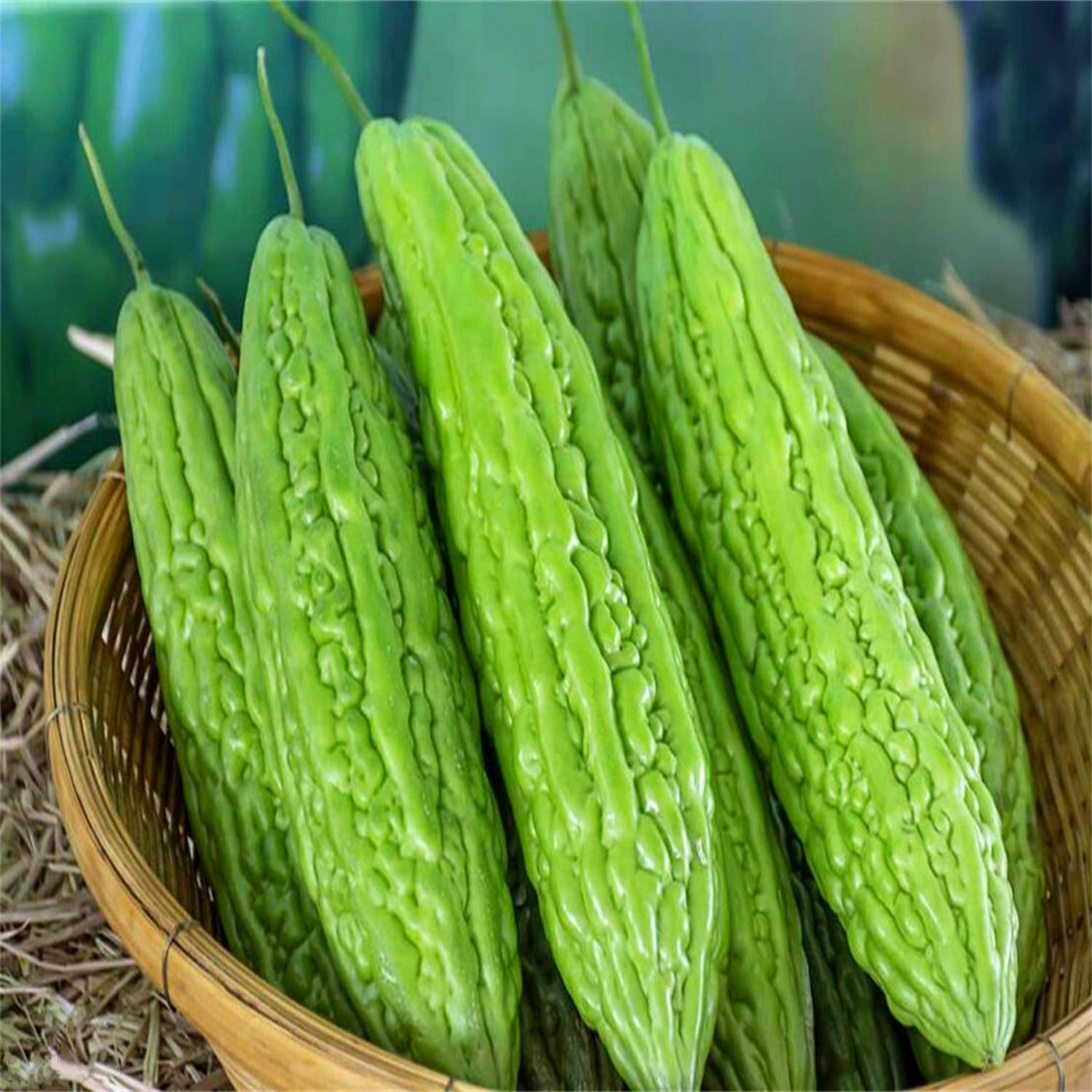 BuggyBeds long bitter melon seeds pack for home gardening and growth potential.