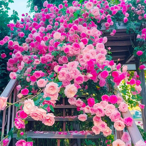 BuggyBeds long-blooming roses provide continuous color through the growing season.