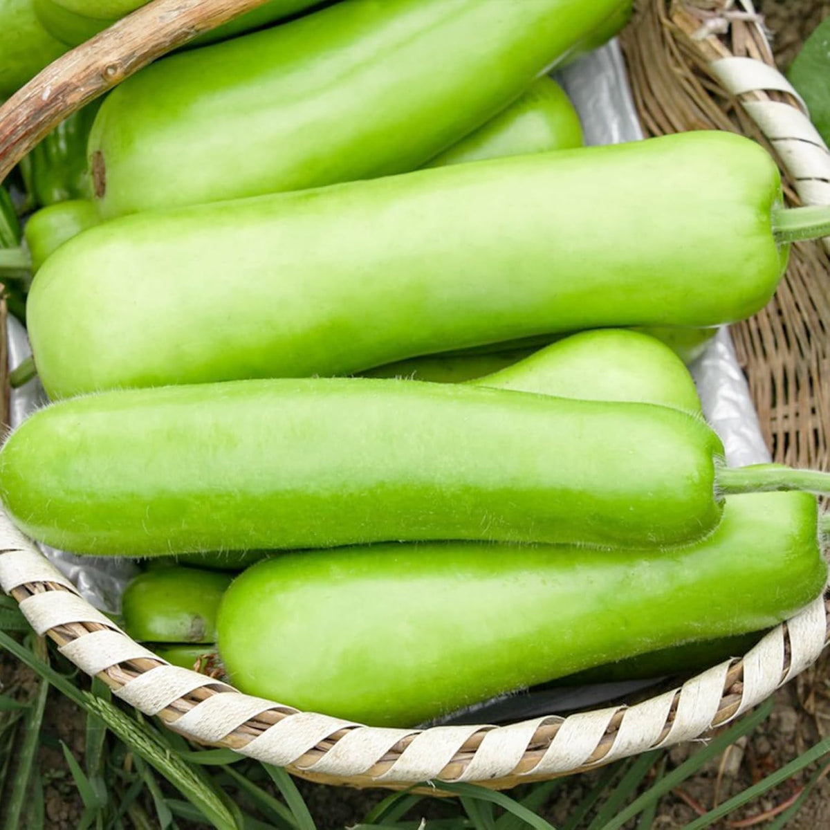 BuggyBeds long bottle gourd seeds for quick germination and a bountiful harvest.