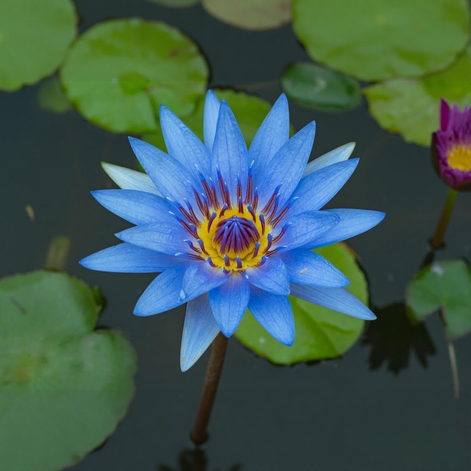 BuggyBeds long-lasting hardy growth for year-round lotus blooms.