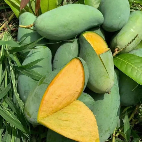 BuggyBeds mango seeds germination in pot, ideal for indoor gardens.