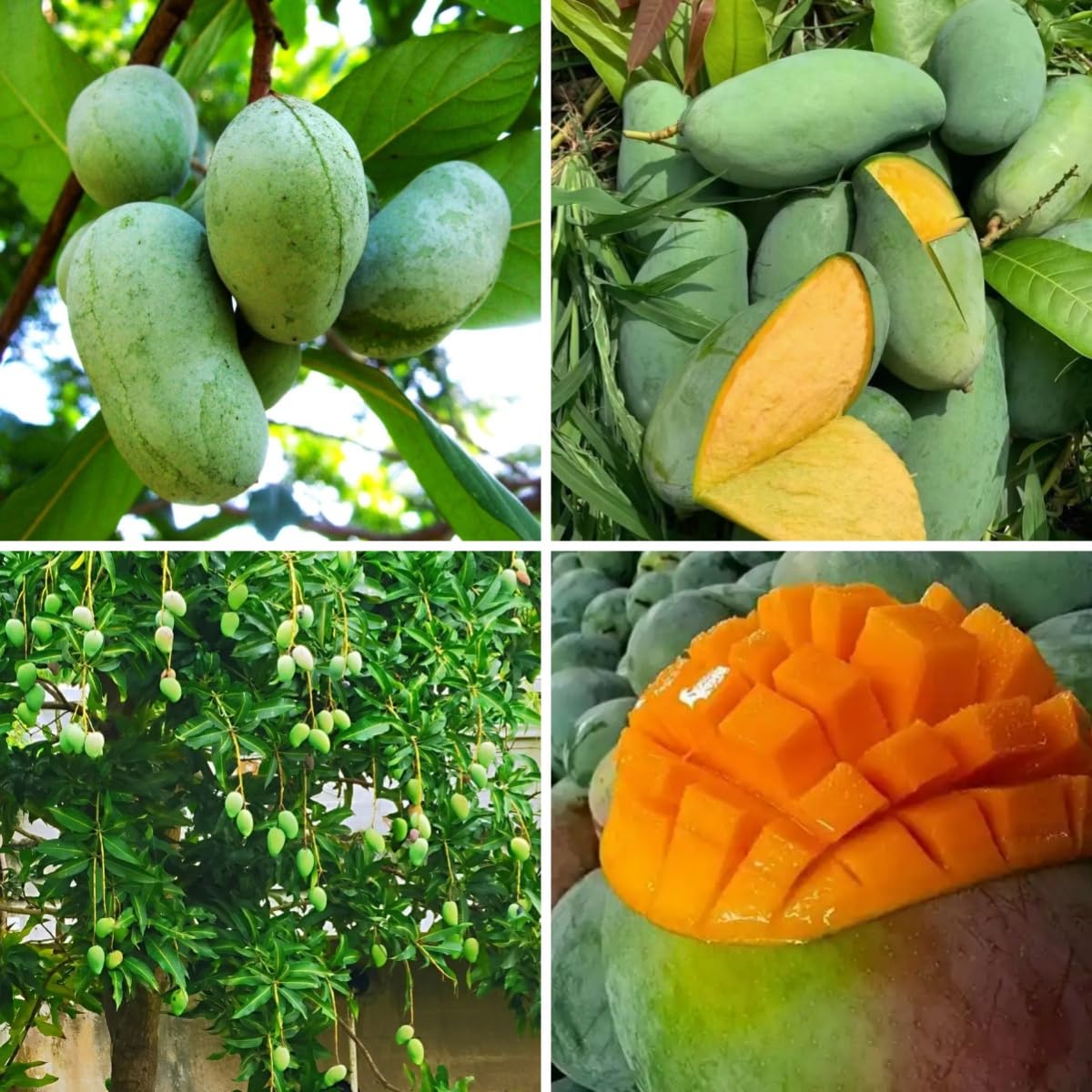 BuggyBeds mango tree seeds pack ready for home planting and potential fruit.