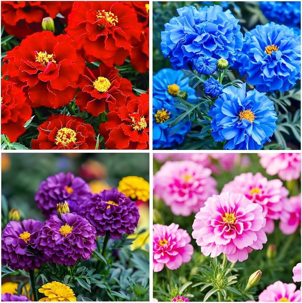 BuggyBeds marigolds drought tolerant varieties ideal for sunny containers.