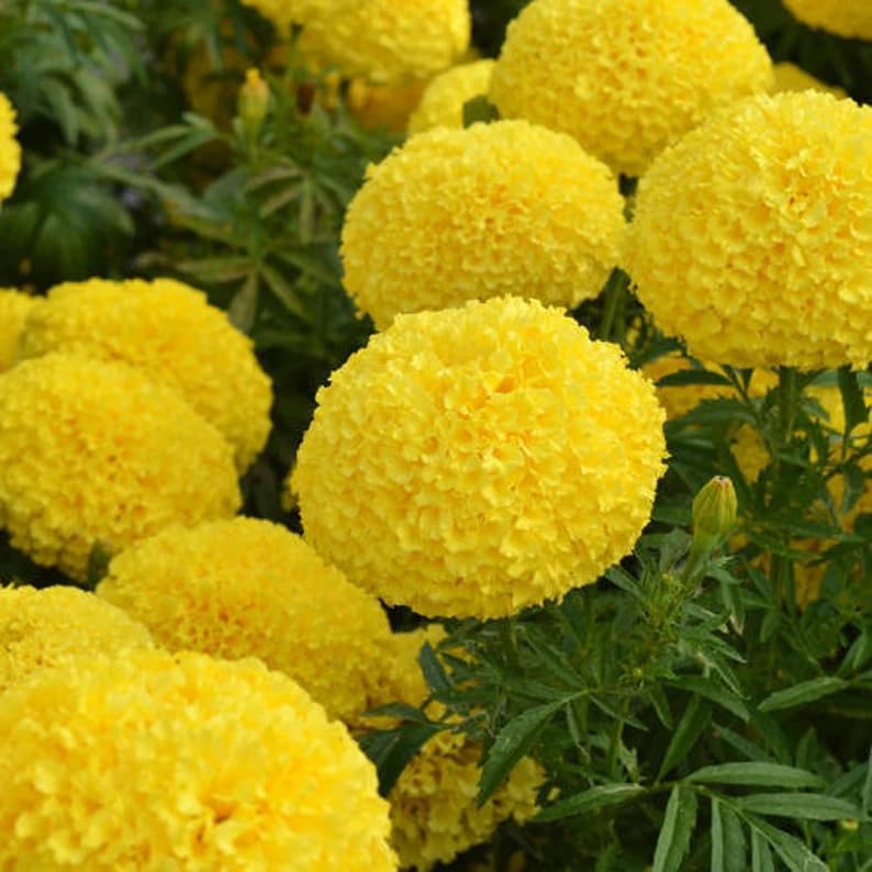 BuggyBeds premium mix brightens patio planters with heat-tolerant blooms