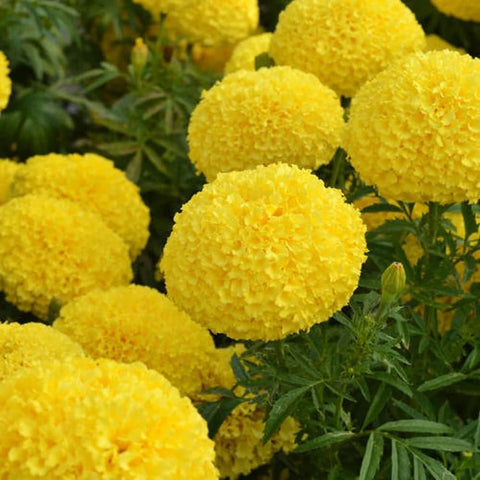 BuggyBeds premium mix brightens patio planters with heat-tolerant blooms