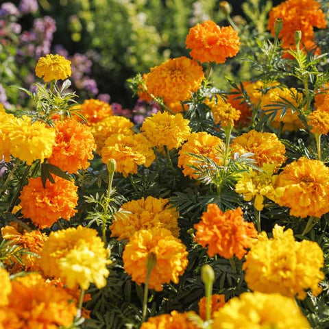 BuggyBeds marigolds offer a versatile splash of color for borders and containers