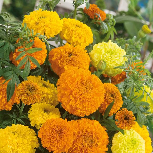BuggyBeds marigolds attract bees and butterflies in garden borders