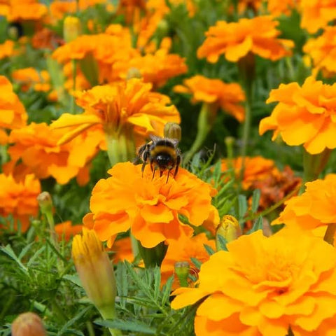 BuggyBeds seeds are easy to grow, ideal for direct sowing or starter indoors