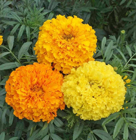 BuggyBeds Marigold mix adds long-lasting color to beds and containers all season