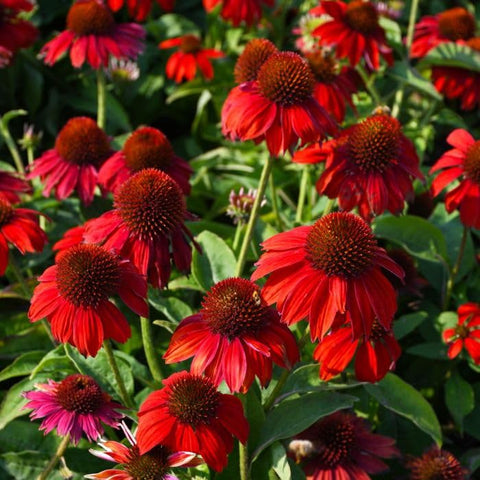 BuggyBeds mid-summer bloom showcases long-lasting red flowers in sunny borders.