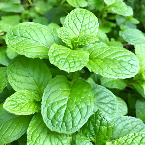 BuggyBeds mint leaves harvest showcasing fresh aroma and flavor