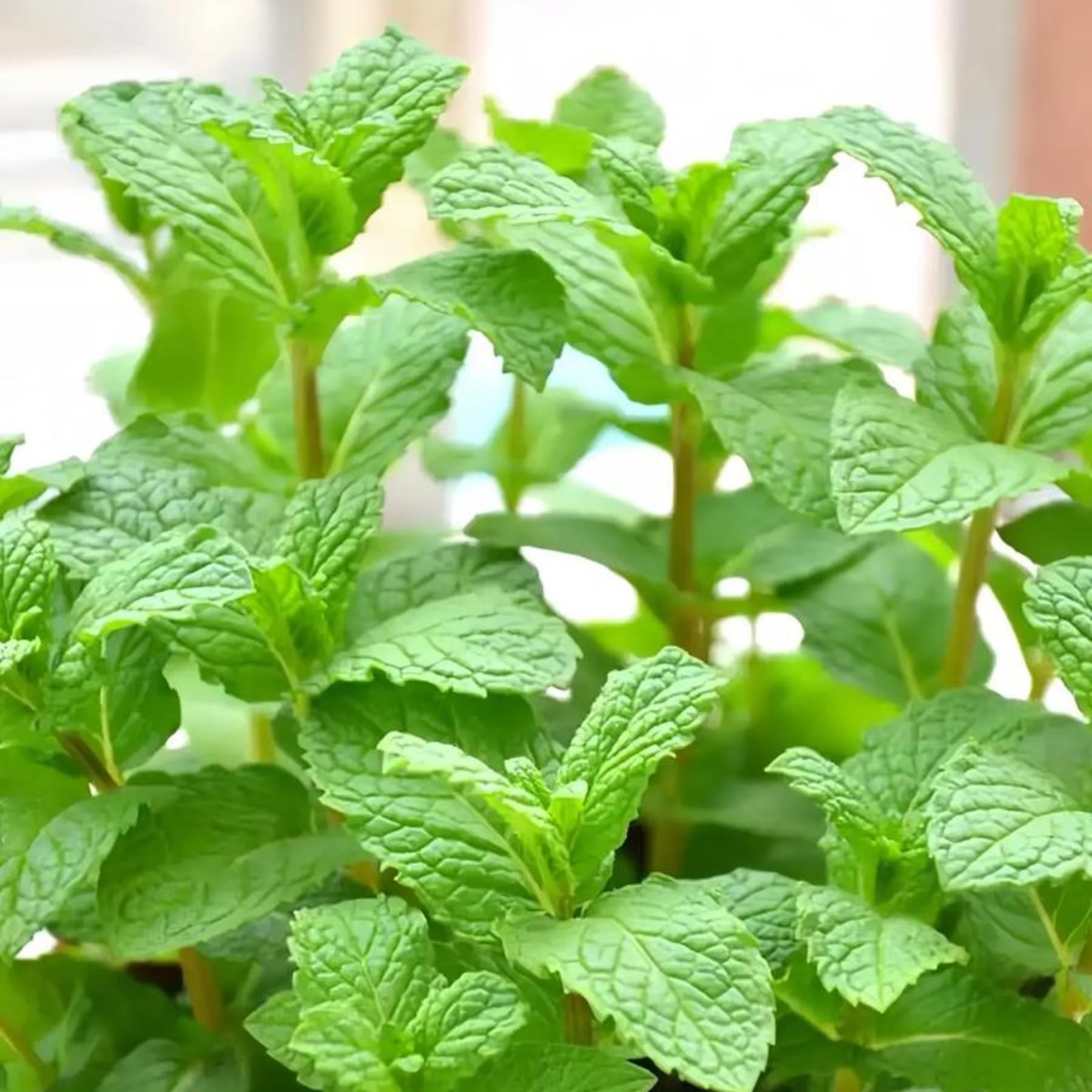BuggyBeds mint seeds packaging for easy indoor and outdoor gardening