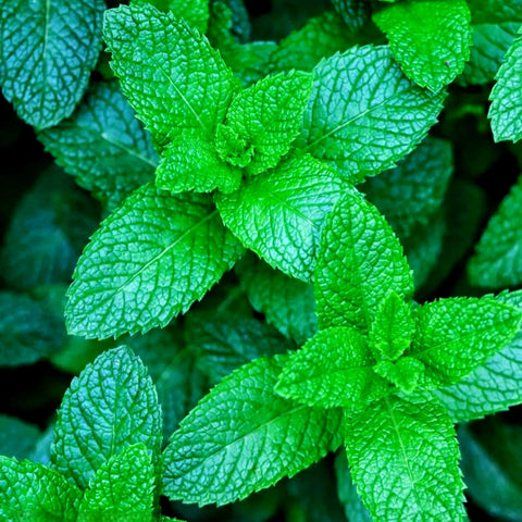 BuggyBeds mint seeds ready for planting in containers or beds
