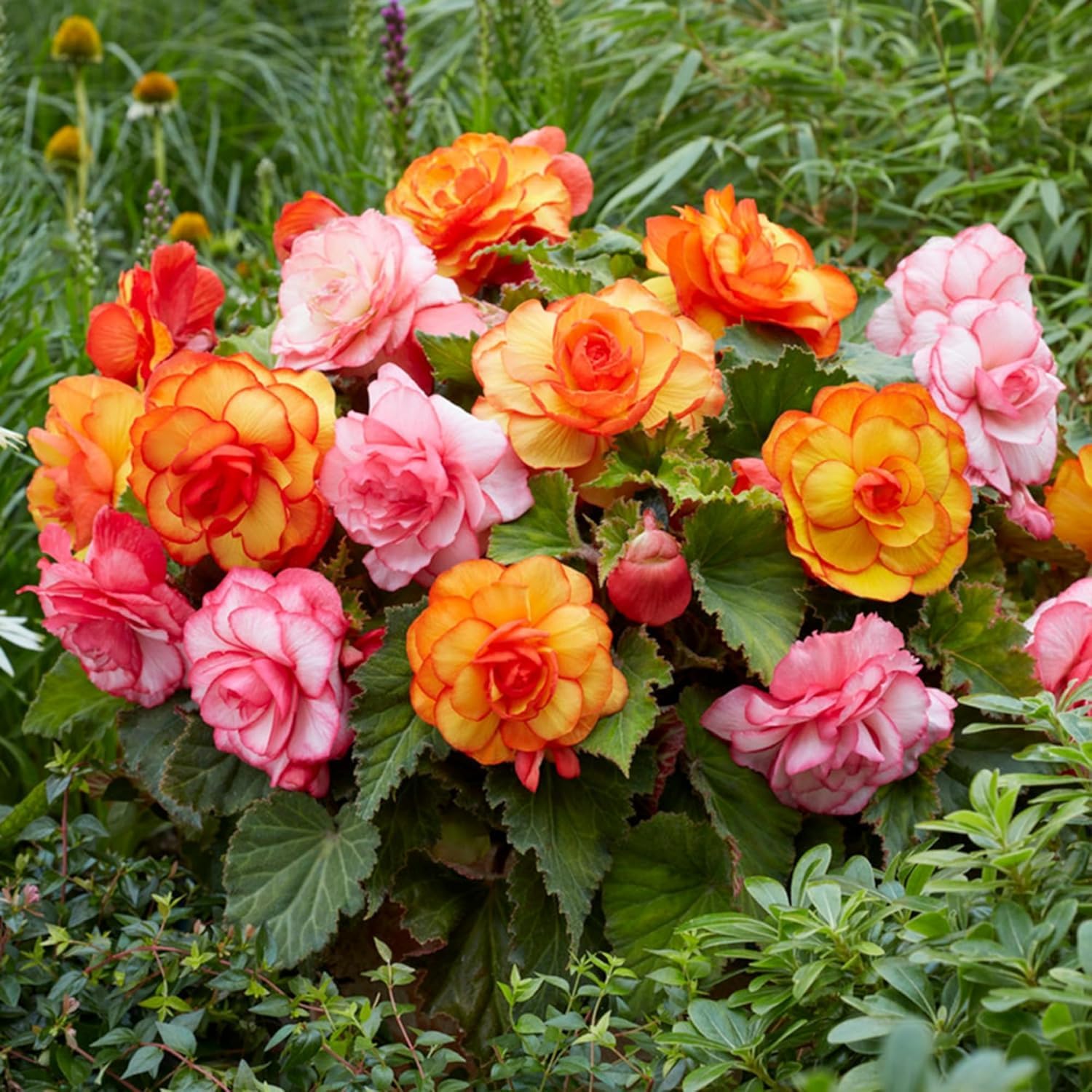 BuggyBeds mix begonia seeds seed pack designed for shade gardens.