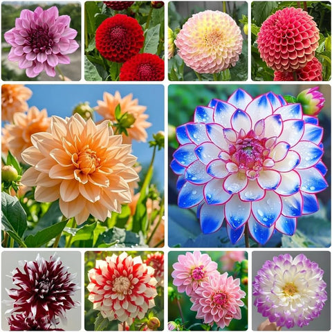 BuggyBeds Mixed Color Dahlia seeds for vibrant color and pollinator-friendly blooms.