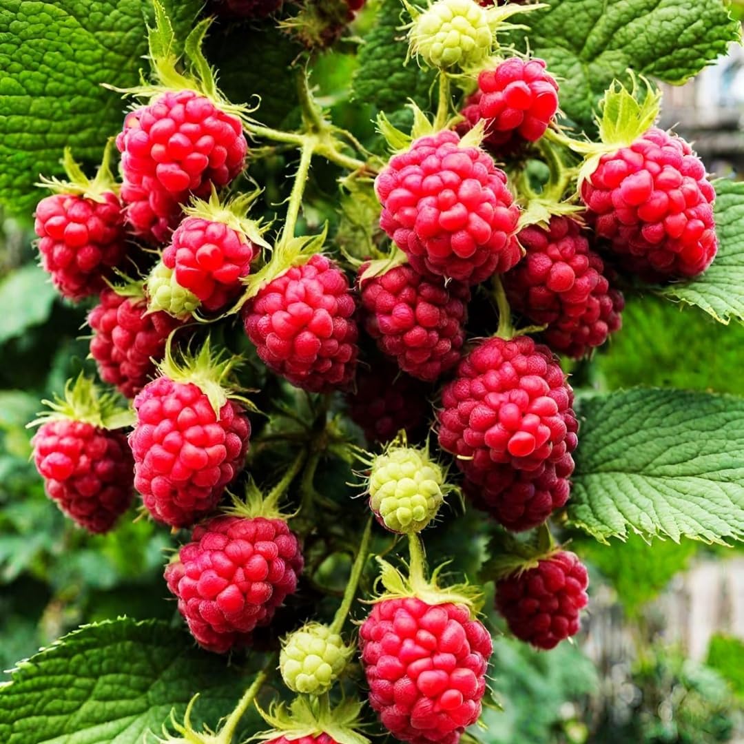 BuggyBeds mixed fruit seeds pack offers diverse harvest opportunities for small gardens.