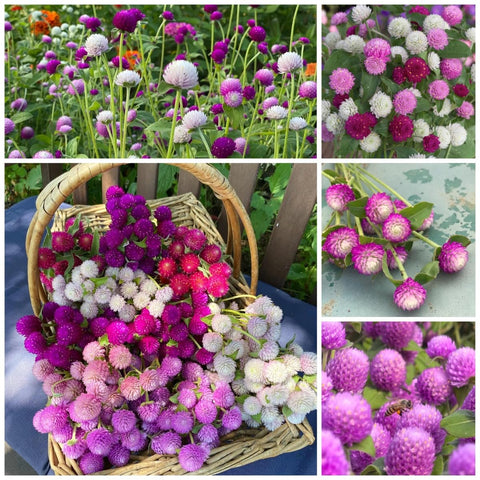 BuggyBeds mixed globe amaranth seeds 300 pcs in a bright packet for sunny beds and borders.