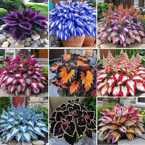 BuggyBeds mixed Hosta seeds collection with varied foliage for shaded garden texture.