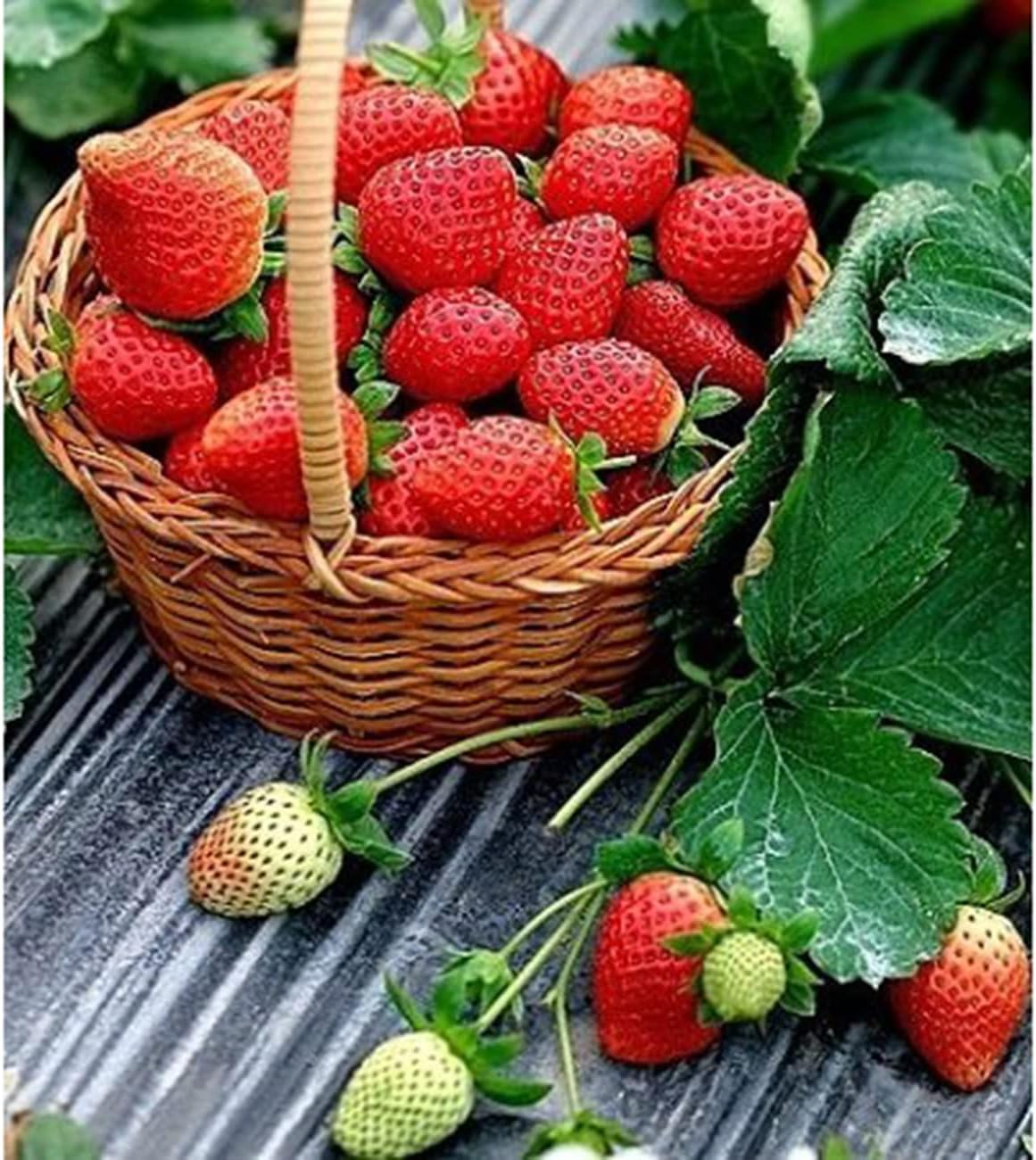 BuggyBeds mulberry seeds 300pc for extended season production