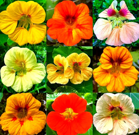 BuggyBeds nasturtium colorful blooms ideal for borders.