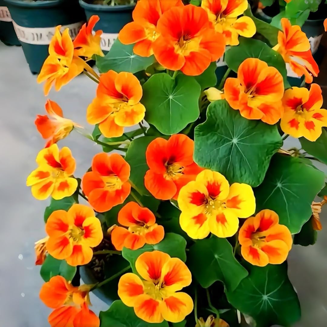 BuggyBeds nasturtium seeds 100-pack ready to plant for cascading blooms.