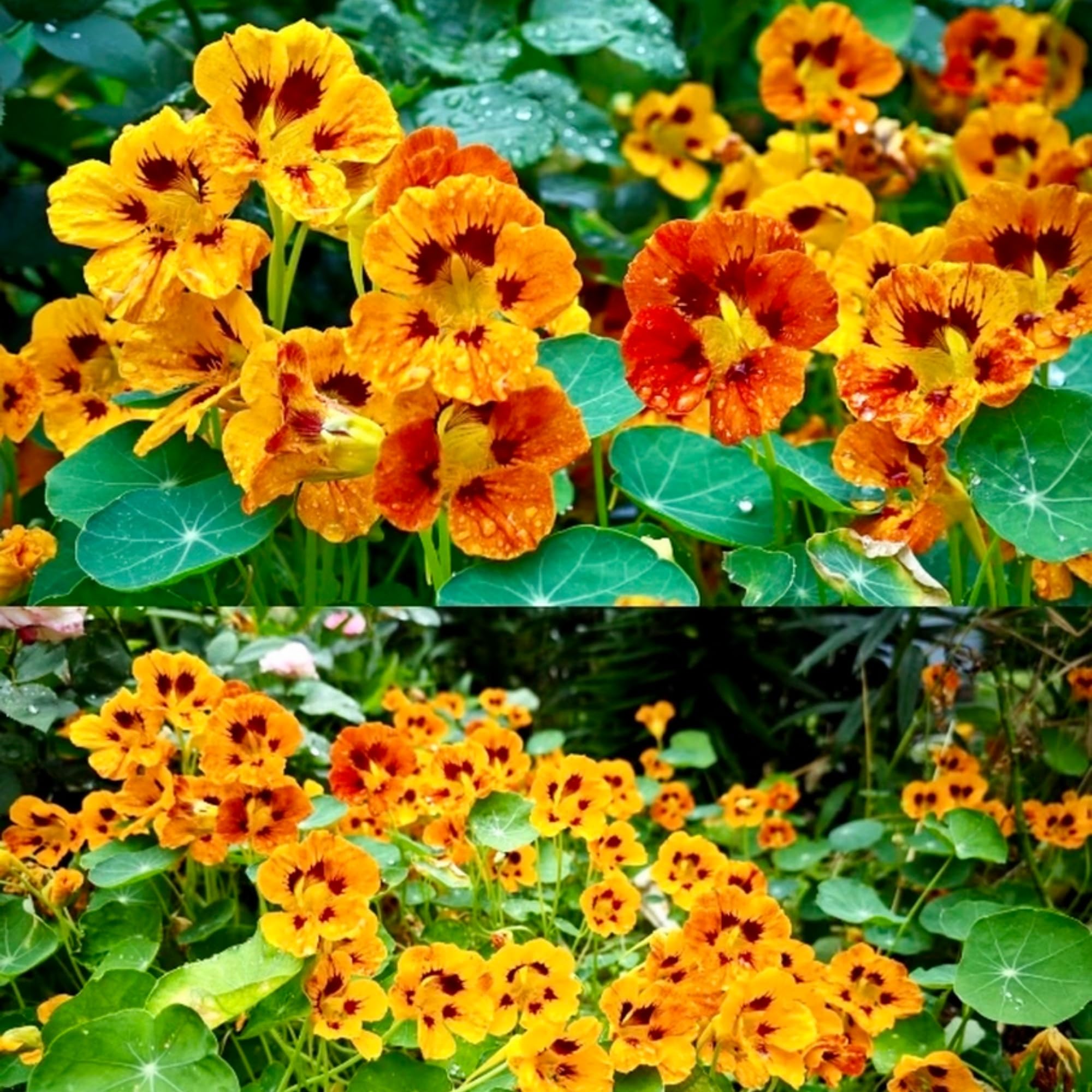 BuggyBeds nasturtium trailing flowers spill over baskets for bright displays.