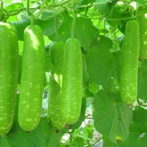 BuggyBeds non-GMO bottle gourd seeds offering traditional, authentic varieties.