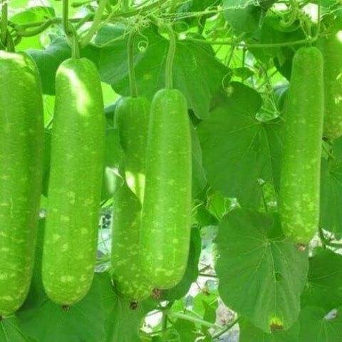 BuggyBeds non-GMO bottle gourd seeds offering traditional, authentic varieties.